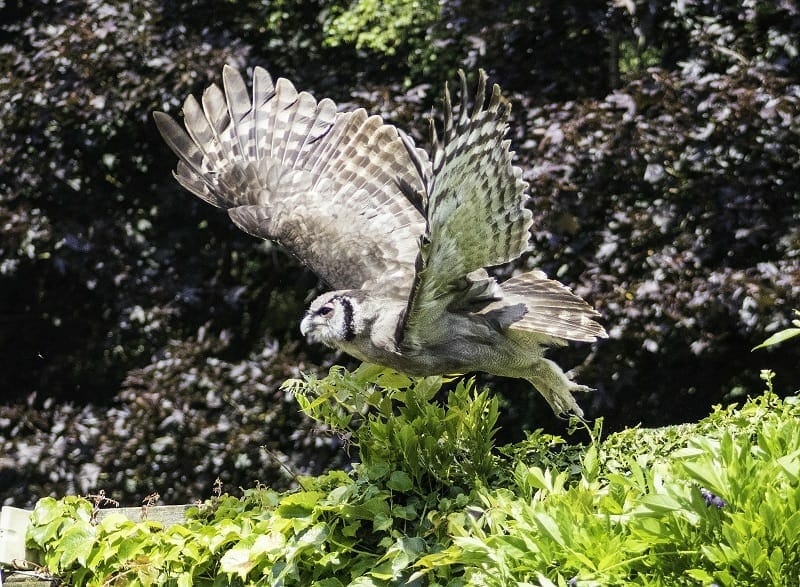 The Milky Eagle Owl at the Hawk Conservancy Trust
