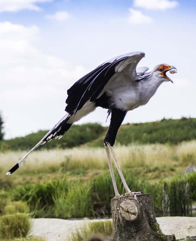 The Secretary Bird at the Hawk Conservancy Trust