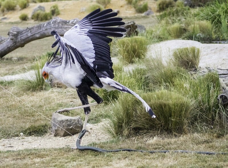 The Secretary Bird at the Hawk Conservancy Trust