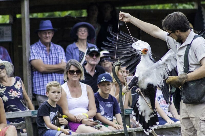 The Secretary Bird at The Hawk Conservancy Trust
