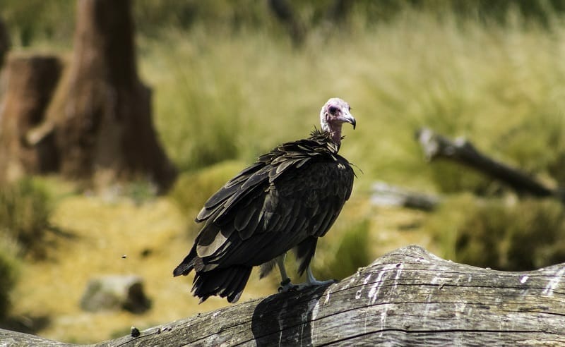 A Vulture at the Hawk Conservancy Trust