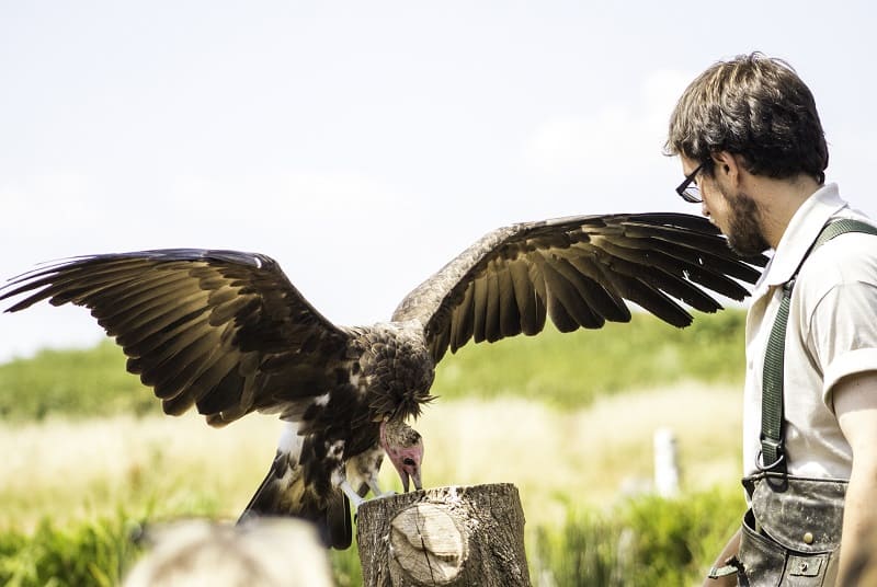 A Vulture at the Hawk Conservancy Trust