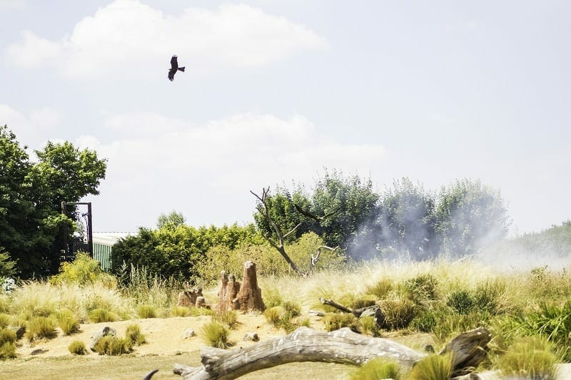 Wings of Africa Display at the Hawk Conservancy Trust