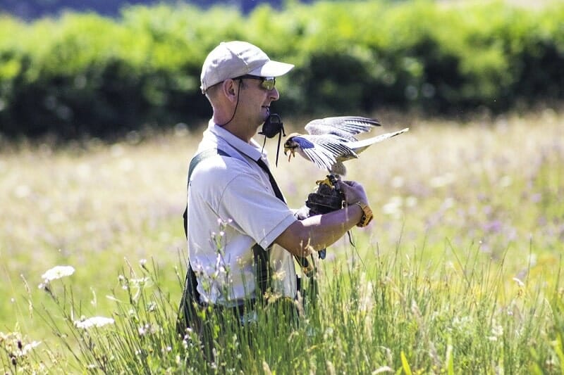 The Peregrine Falcon at the Hawk Conservancy Trust