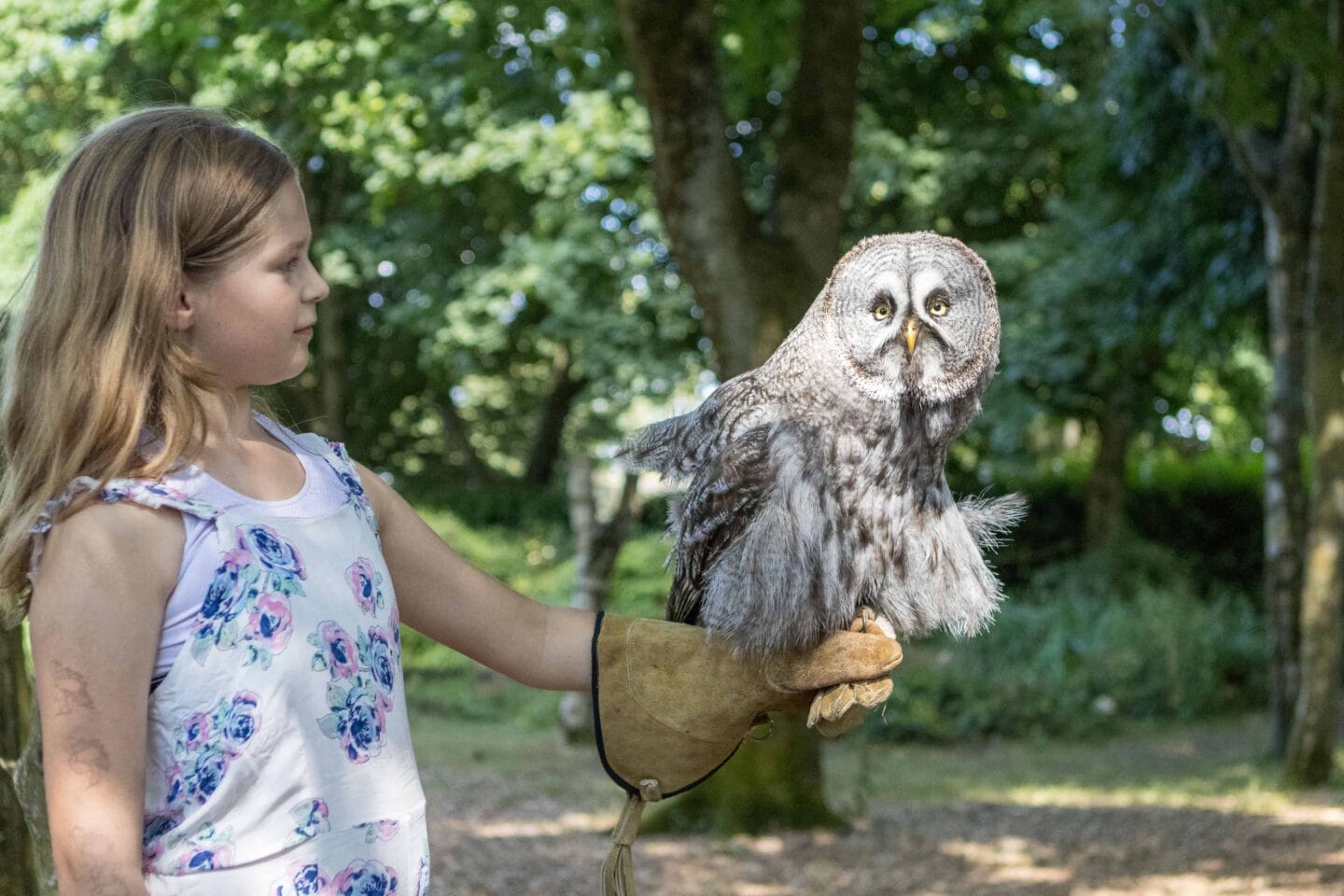 Holding a Great Grey Owl at the Hawk Conservancy Trust