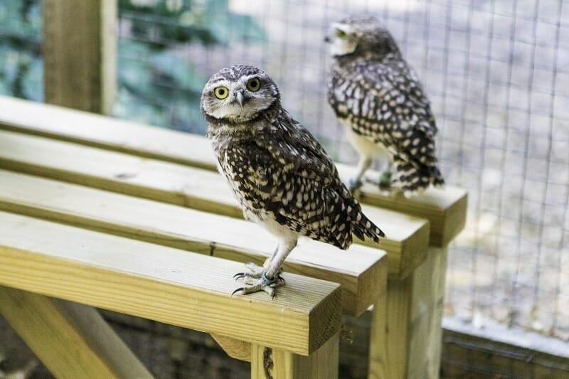 Two Burrowing Owls at the Hawk Conservancy Trust