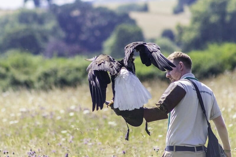 Bald Eagle at the Hawk Conservancy Trust