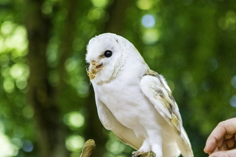 Our Hawk Conservancy experience of a Barn Owl