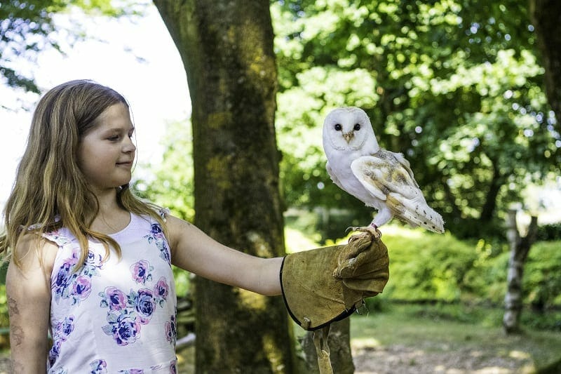 Holding a Barn Owl at the Hawk Conservancy Trust