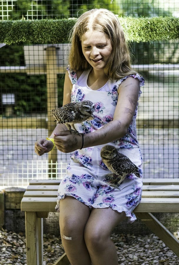 Holding the Burrowing Owls at the Hawk Conservancy Trust