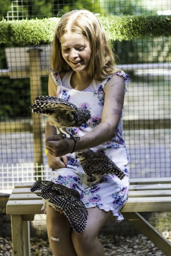 Holding the Burrowing Owls at the Hawk Conservancy Trust