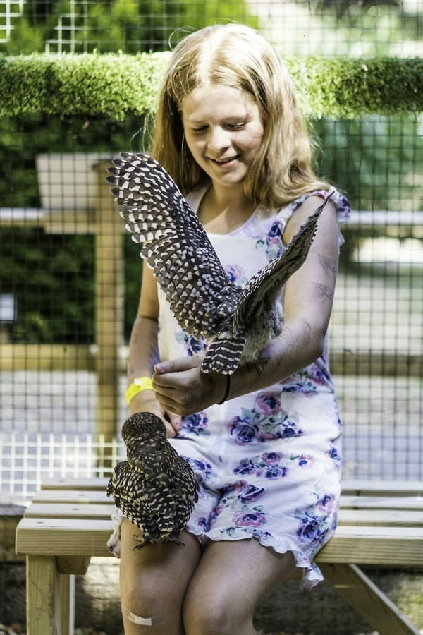 Holding the Burrowing Owls at the Hawk Conservancy Trust