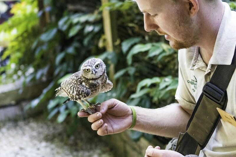 Holding the Burrowing Owls at the Hawk Conservancy Trust