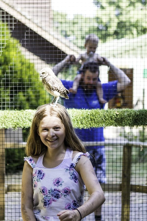 A Burrowing Owl at the Hawk Conservancy Trust