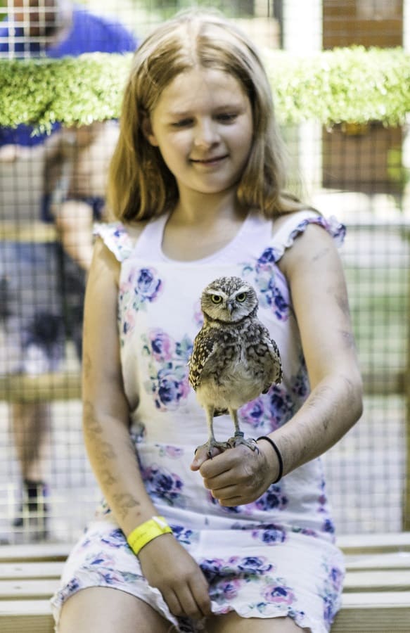 Holding the Burrowing Owls at the Hawk Conservancy Trust