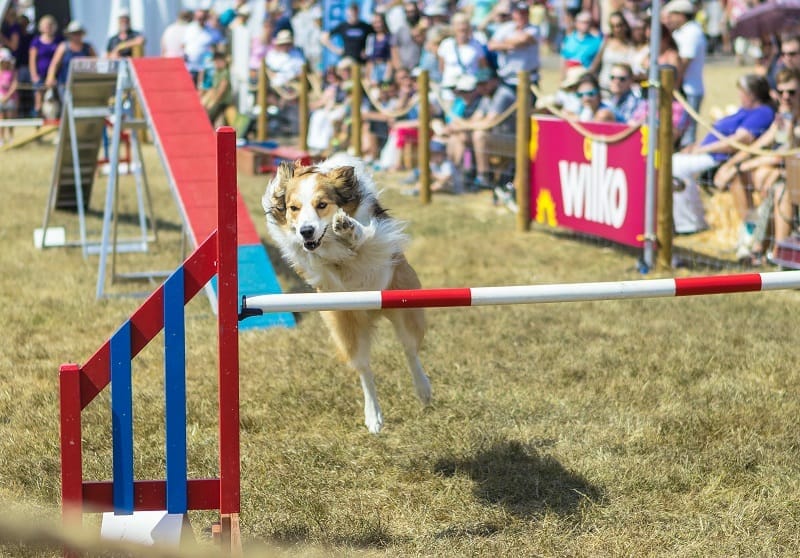 Our Highlights from Countryfile Live 2018 - Victoria Visits...