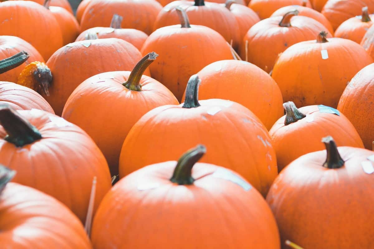Top Activities With Your Kids This Autumn