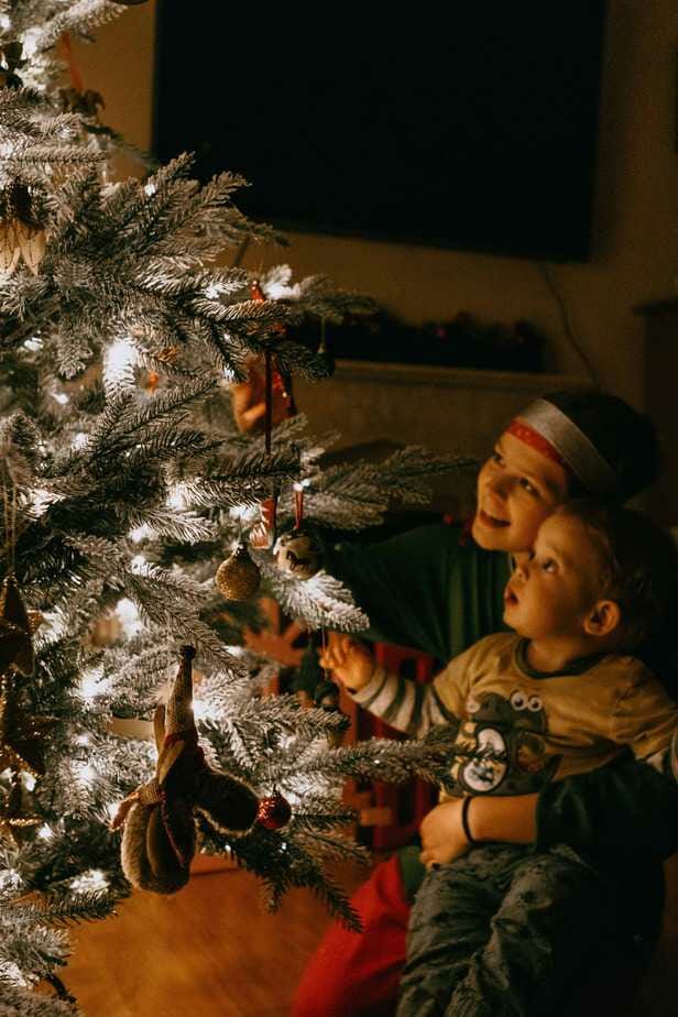 A Review of Christmas Tree World and their Ultra Mountain Pine