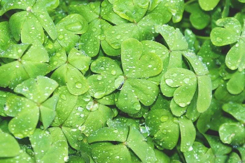 Can You Make Your Own Luck in Life?