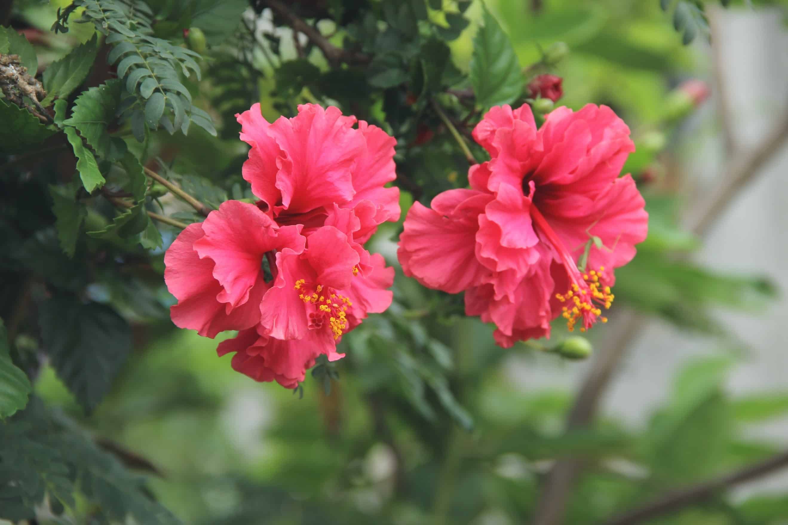 Pink Hibiscus flowers in a garden