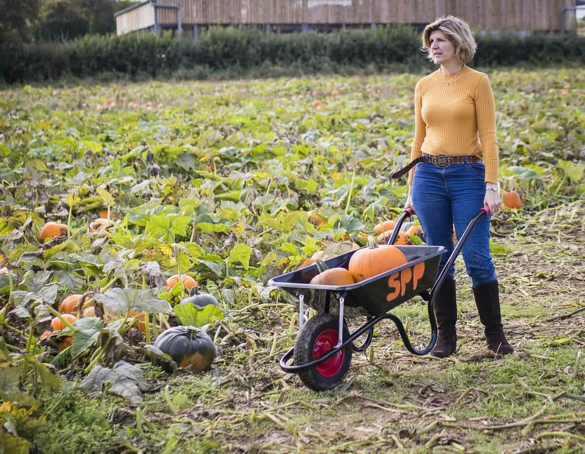 Pushing a wheelbarrow and wearing my Sandringham Boots from Hotter Shoes at Schmooks Pumpkin Patch near Ilminster