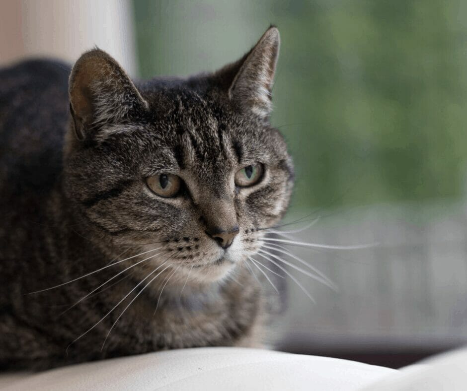 4 Ways to Preserve the Memory of a Pet