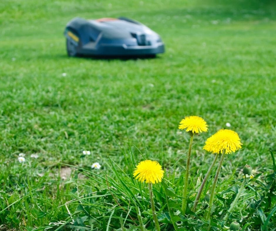 A patch of grass with dandelions and a robotic mower in the background.