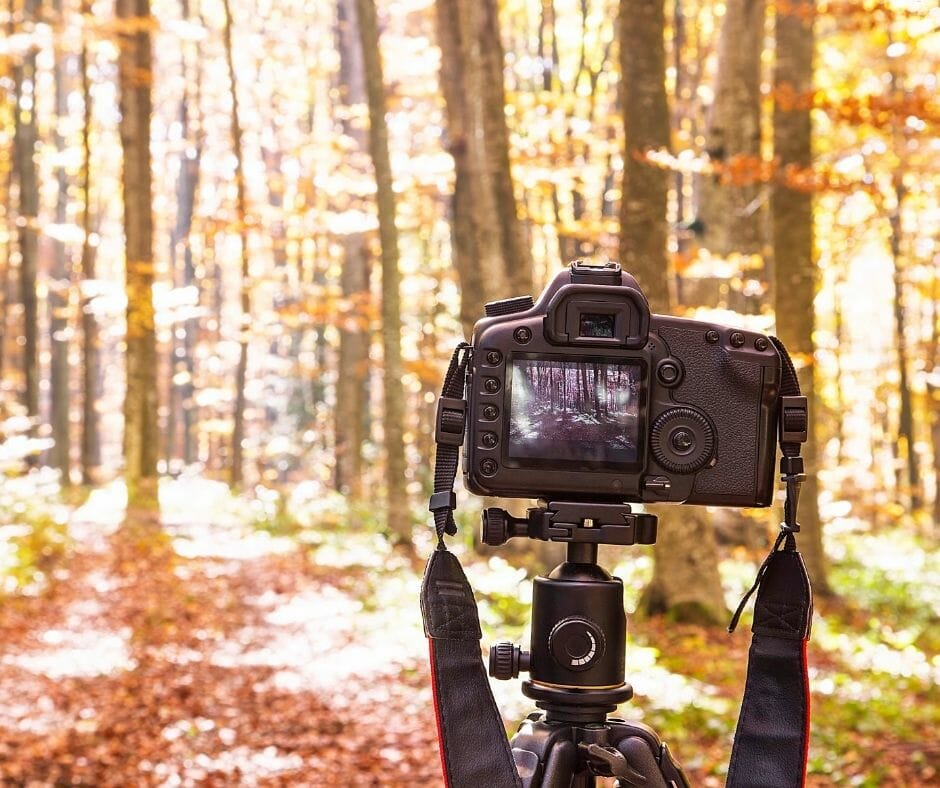 Photography equipment of a camera on a tripod in some woods.