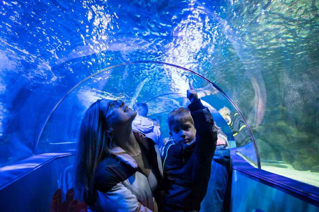 The Night and Day Experience and Ocean Tunnel at Sea Life Adventure Park Weymouth